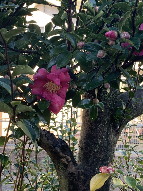 山茶花の画像