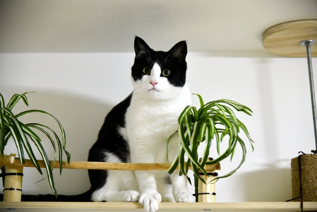 賃貸物件でキャットウォークをDIYするポイントや材料・作り方をご紹介