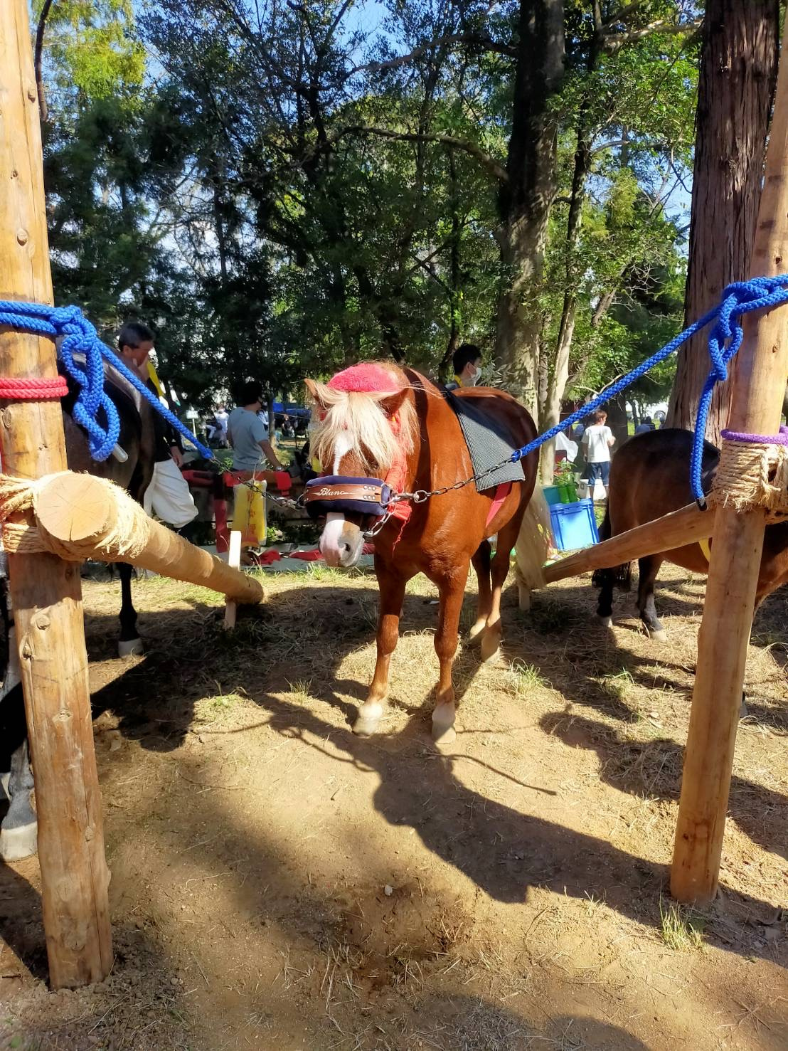 おまんと祭りの画像