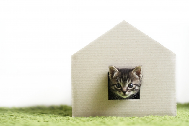 新築で猫と快適に暮らすポイントとは？注意点や設備についてご紹介の画像