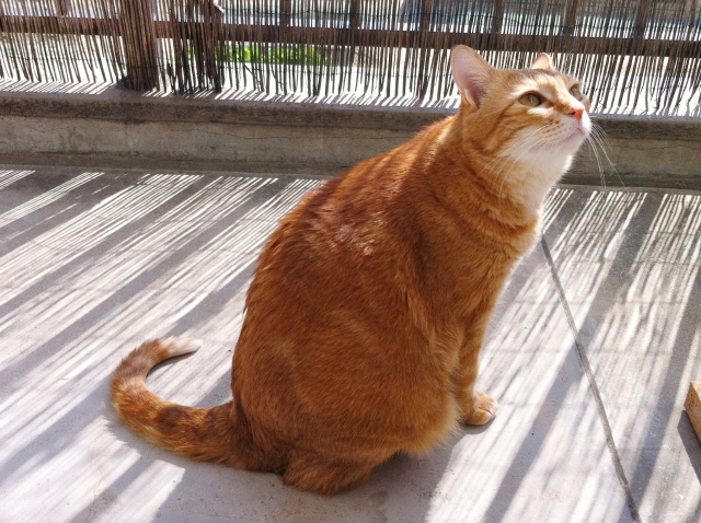 賃貸物件で猫が脱走する理由とは？防止対策やアイテム選びの注意点を解説！