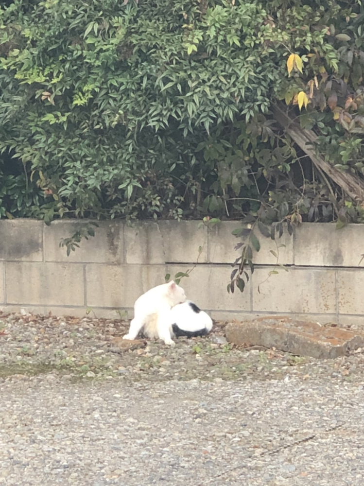 猫日記の画像