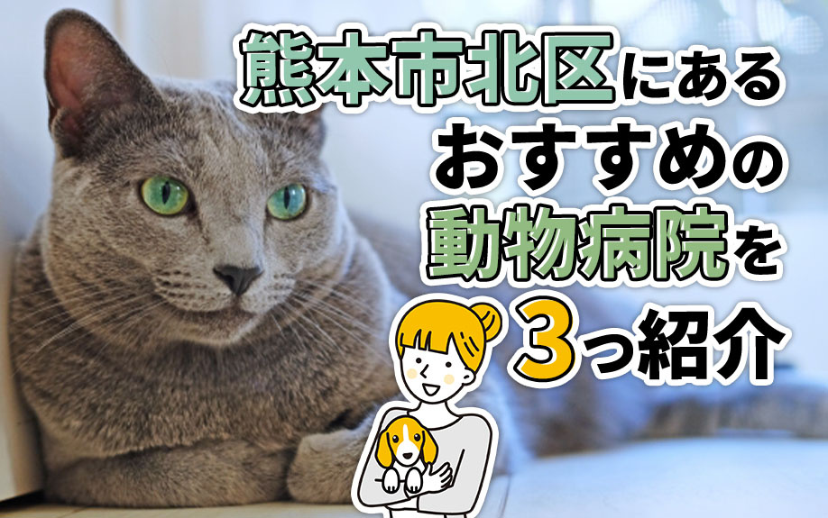 熊本市北区にあるおすすめの動物病院を3つ紹介の画像