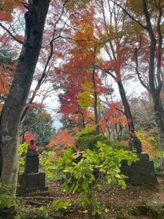 紅葉の画像