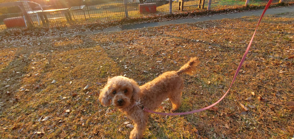 世界の名犬牧場への画像