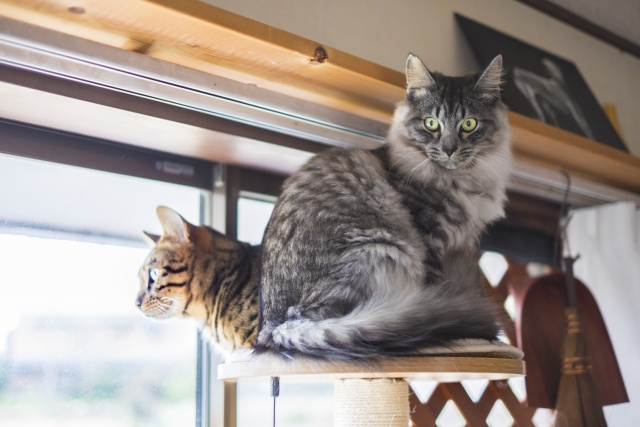 一戸建てにおける猫の脱走経路とは？ 対策方法から注意点まで解説