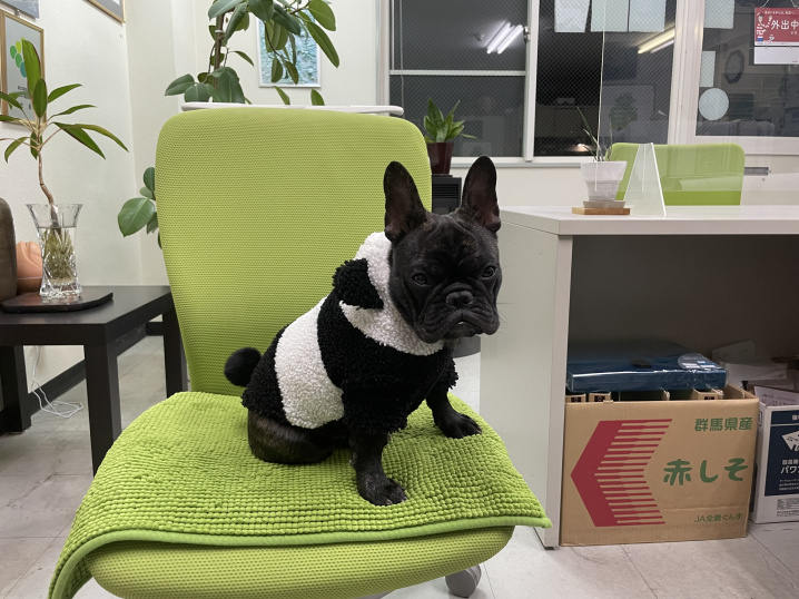 長野県伊那市にあるおすすめの動物病院を2つご紹介 の画像