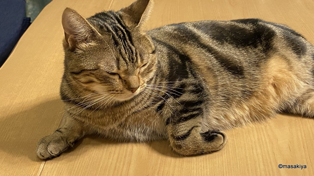今日は冬至の画像