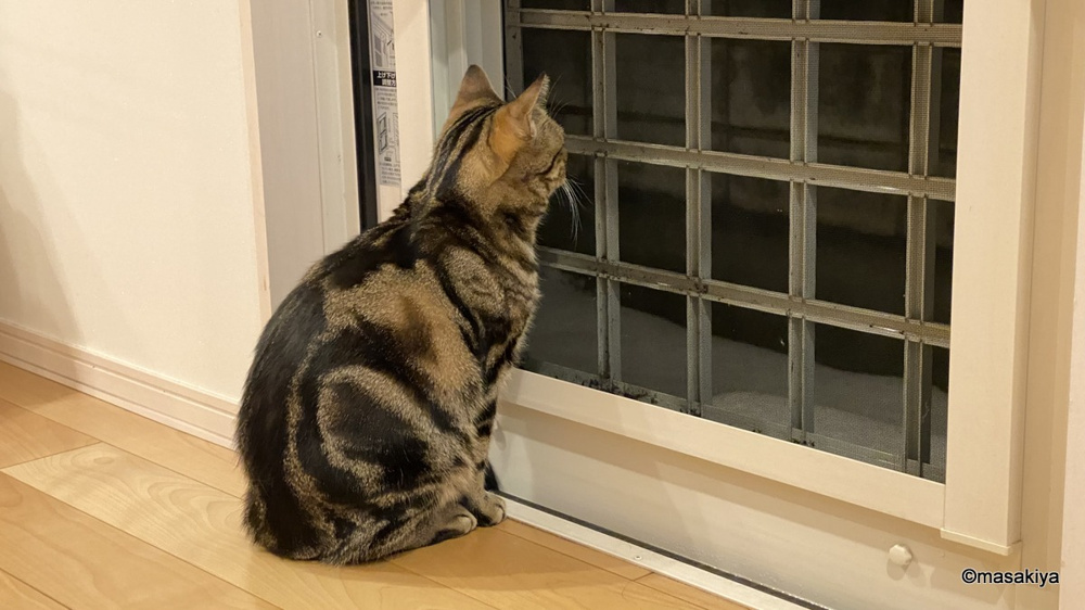 ネコにお歳暮の画像