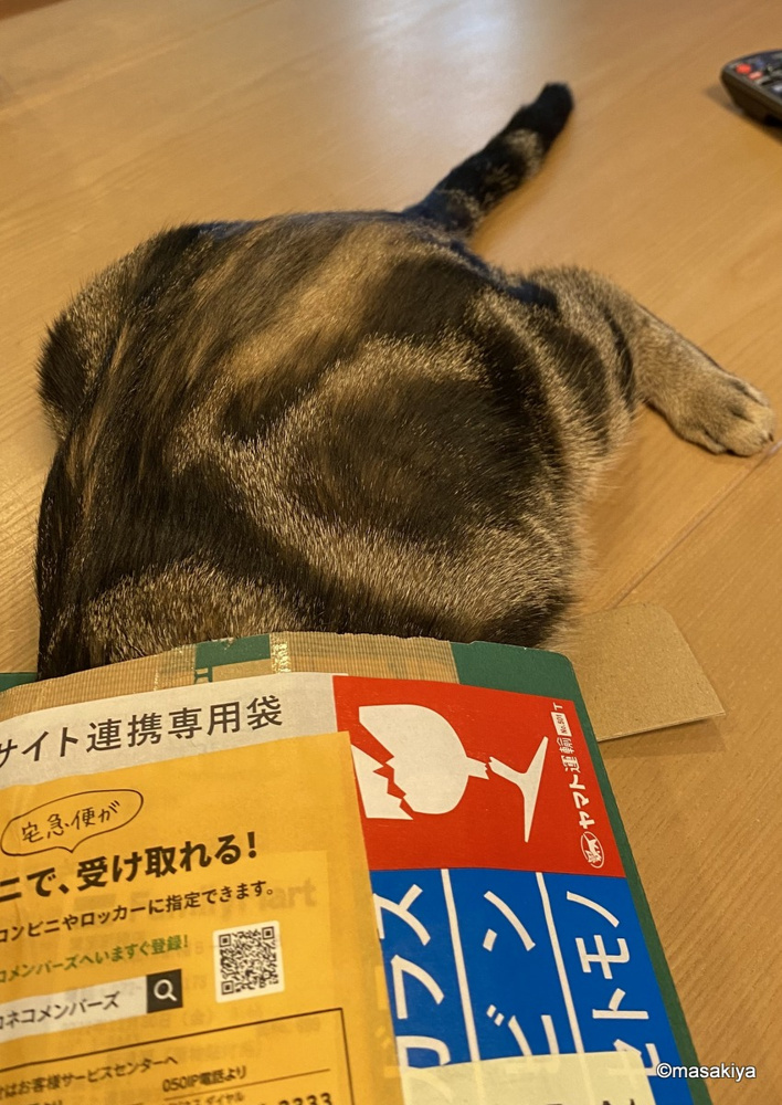 お正月のネコの画像