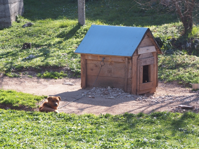 犬小屋をDIYで作るには？屋外や屋内に設置する必要性と注意点を解説！の画像