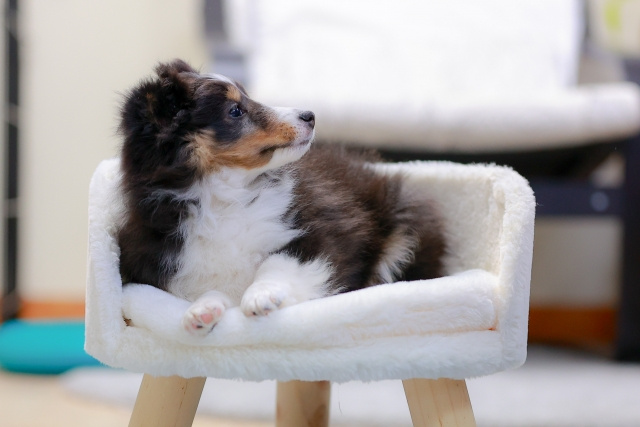 一戸建てでペットを飼う場合のにおい対策を知り快適に暮らそう！