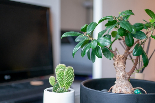 一人暮らしに観葉植物がおすすめの理由や置き場所を解説！