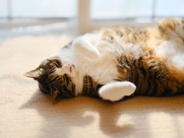 新築の家で猫と快適に暮らすポイントとは？注意点やおすすめの設備を解説の画像