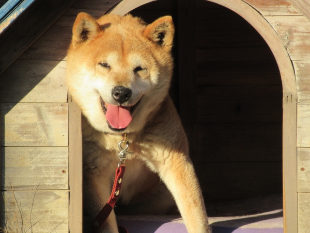 屋外にDIYで犬小屋を設置する必要性はある？作り方や注意点もご紹介の画像