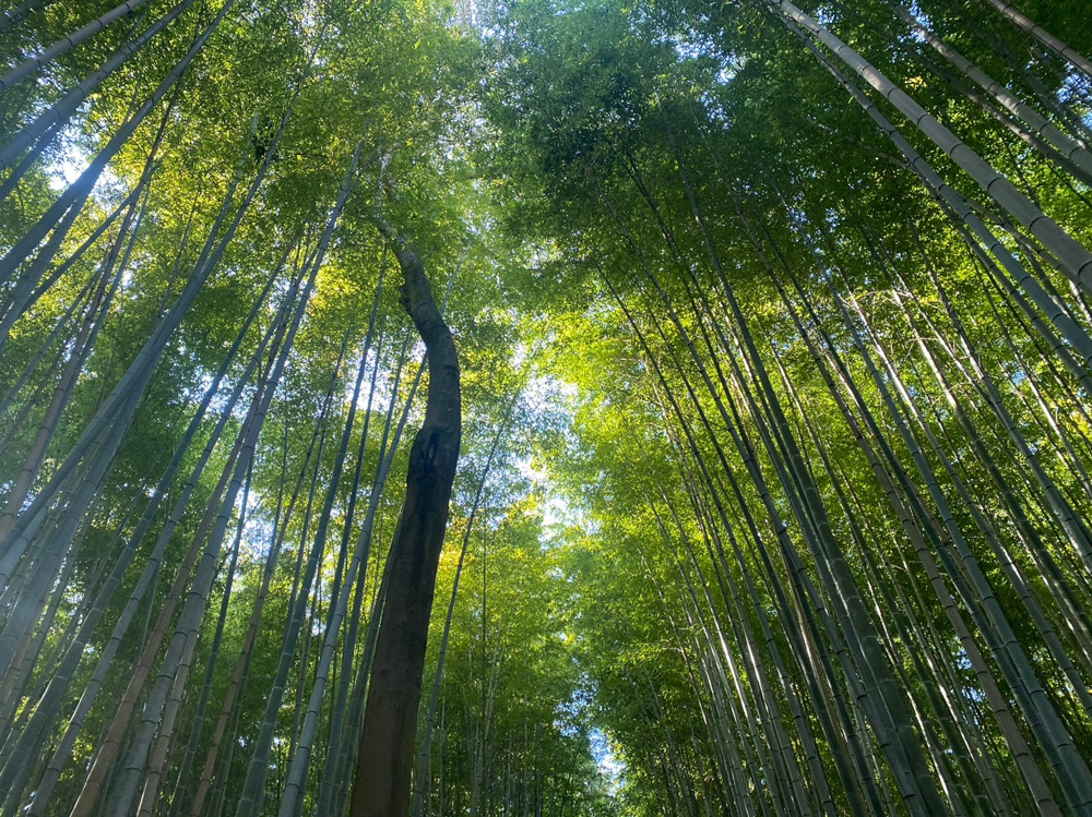 京都嵐山の画像