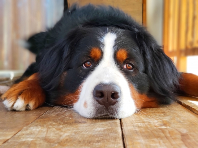 犬小屋のDIY方法とは？屋外に設置する必要性と注意点を解説！の画像