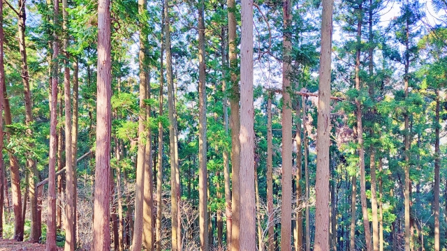 不動産投資で山林が注目されている理由とは？価格やメリットも解説！の画像