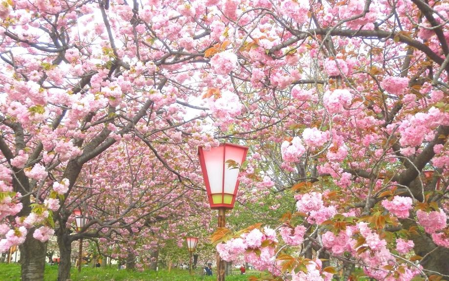 京都府京都市のおすすめお花見スポット②賀茂別雷神社