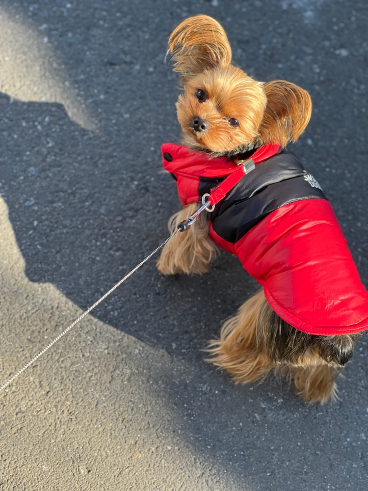 我が家の愛犬のご紹介の画像