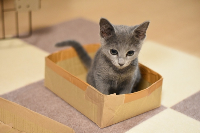 ペット禁止の賃貸物件！交渉すれば飼える？の画像