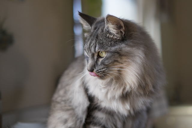 一戸建てで猫が脱走しやすい場所とは？対策や設備の注意点をご紹介