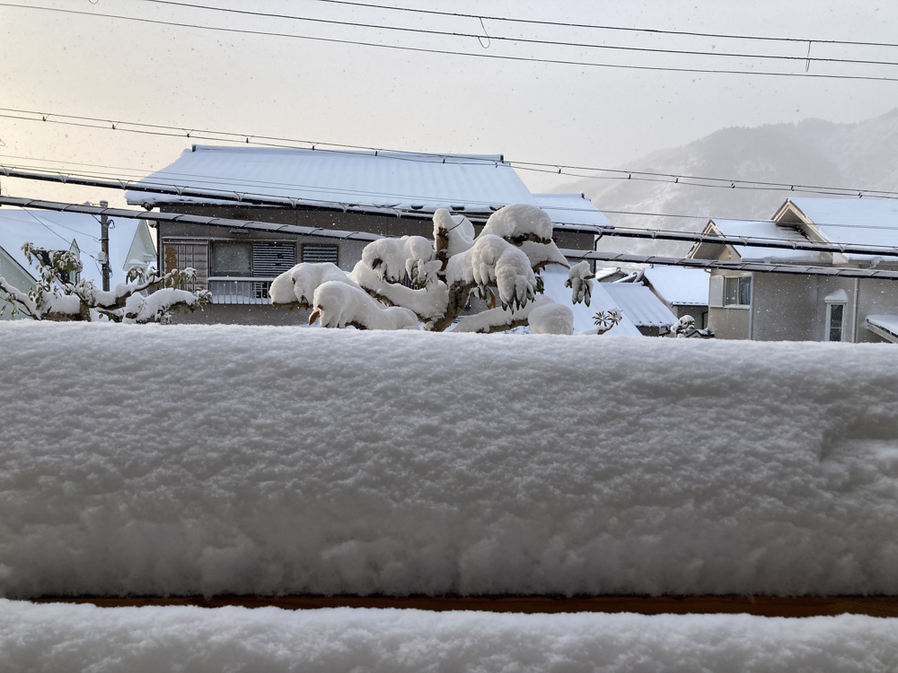 雪と海老。の画像