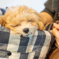 ペット可(相談)賃貸の注意点