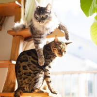 入居後にペット飼育は可能？