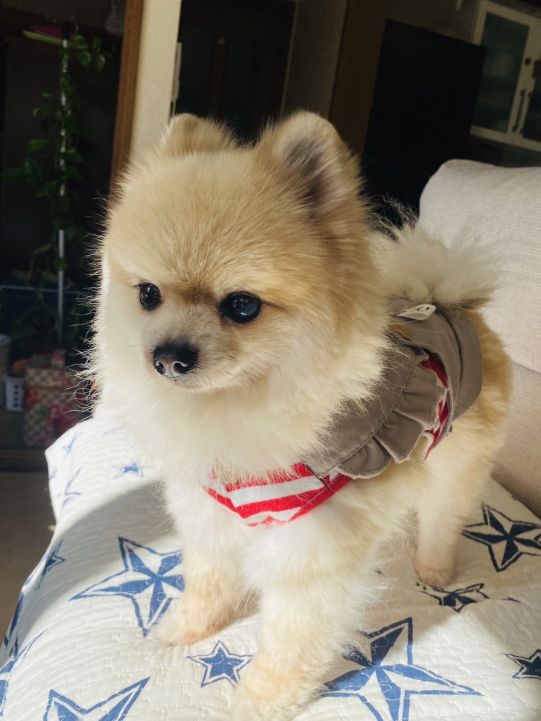 久しぶりに愛犬に会うの画像