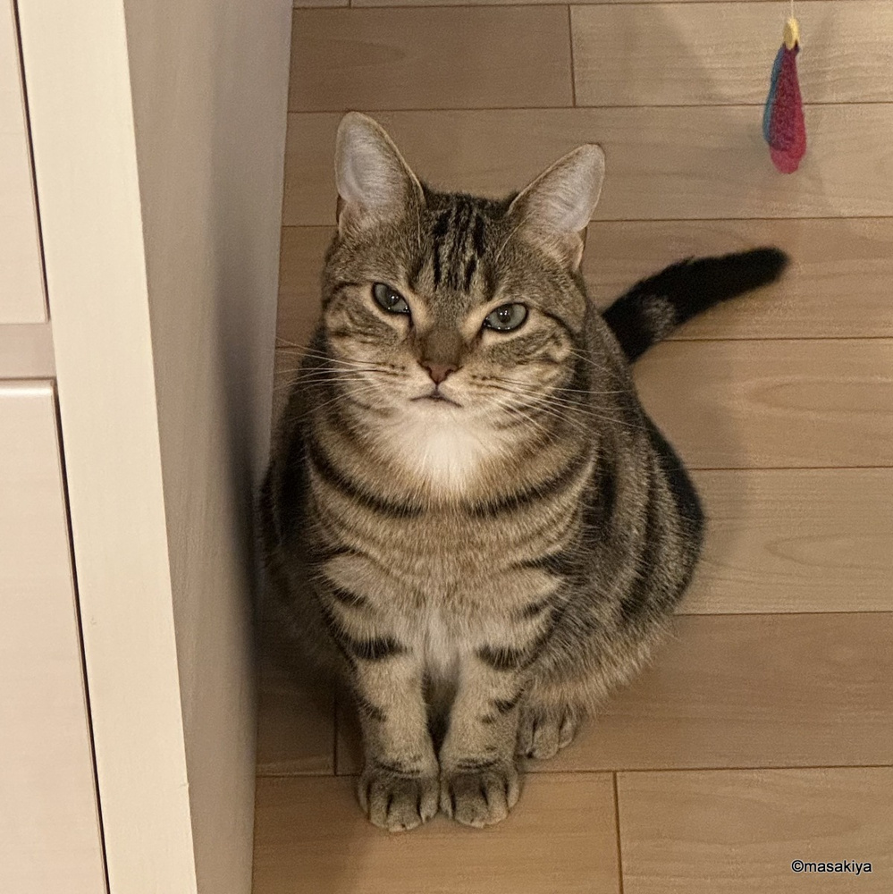 ネコの一日の画像