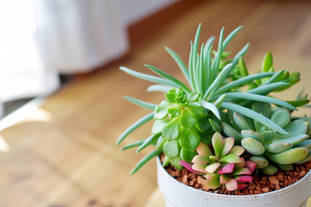 一人暮らしのお部屋には観葉植物がおすすめ！理由や置き場所をご紹介！