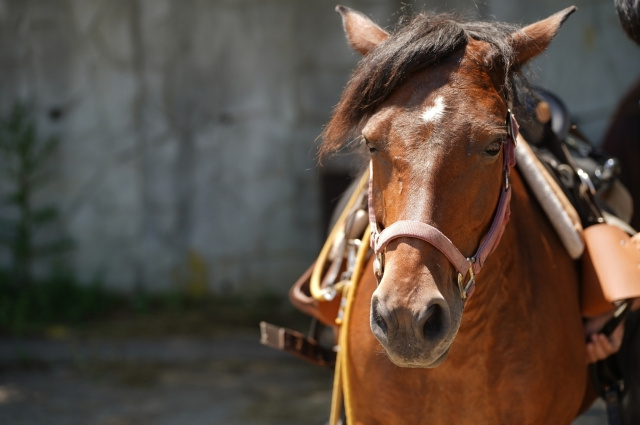 神戸市西区にある乗馬クラブエルミオーレ神戸の概要とこだわりをご紹介！の画像
