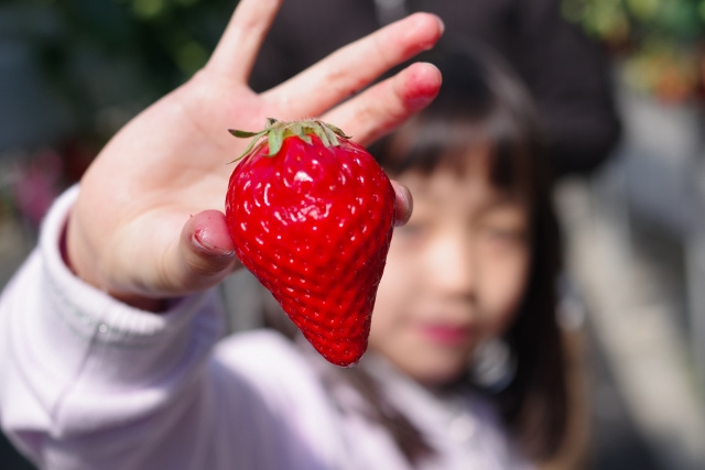 駒ヶ根市のいちご狩りスポット「いちご駒ヶ根園」の概要と特徴をご紹介！の画像