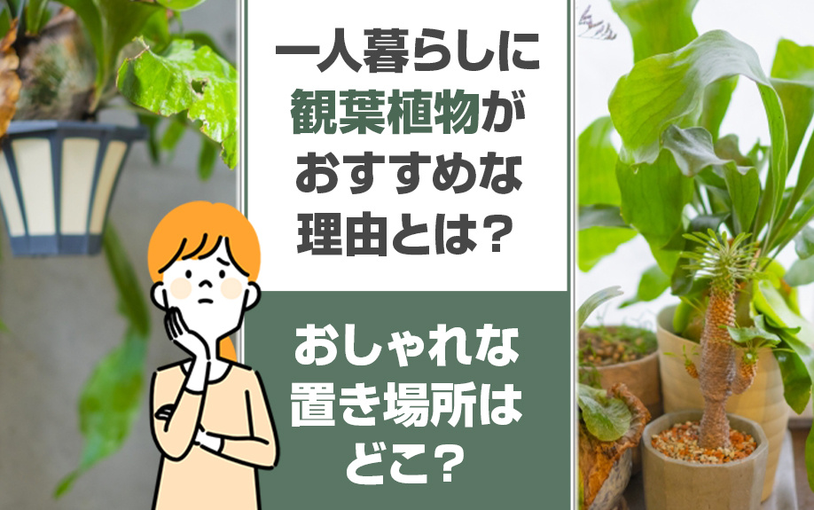 一人暮らしに観葉植物がおすすめな理由とは？おしゃれな置き場所はどこ？の画像
