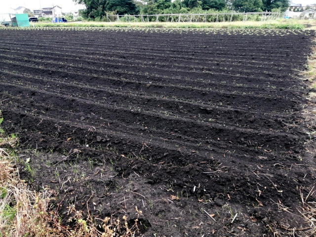 農地として土地活用する方法とは？制度や税金についてもご紹介