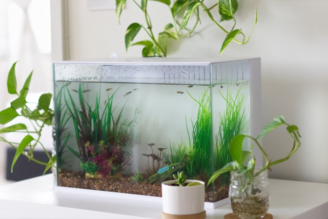 大学生の一人暮らしではどんなペットを選べばいい？