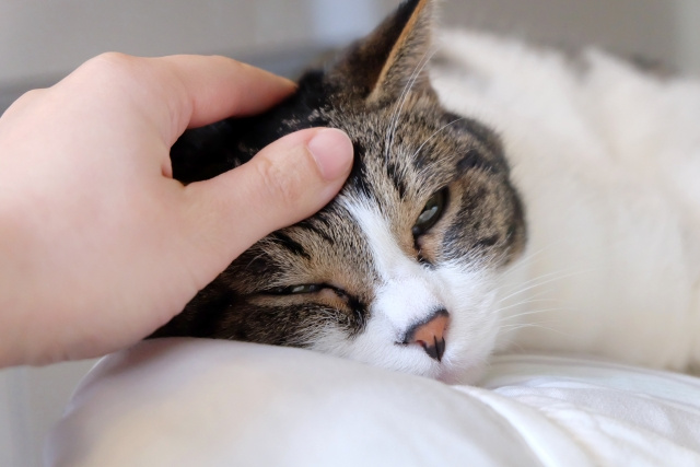 【大学生の一人暮らしでもペットは飼える？】まとめ