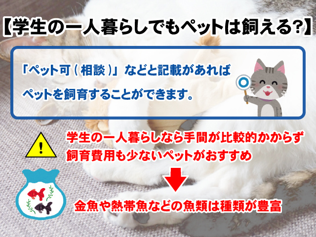 大学生の一人暮らしでもペットは飼える？どんなことに注意すればいい？