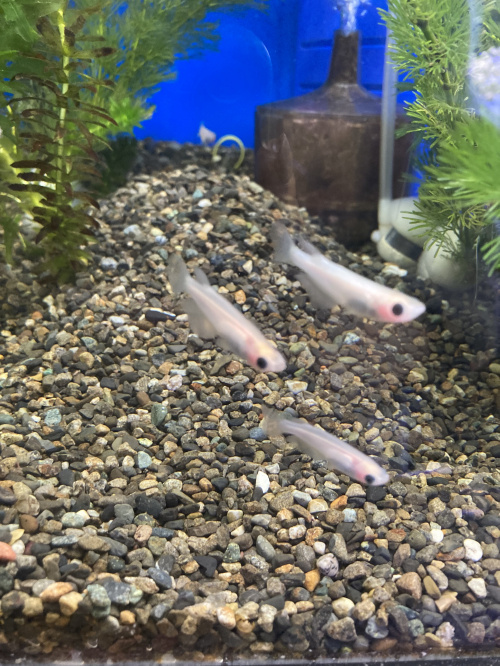 気になってきました。の画像