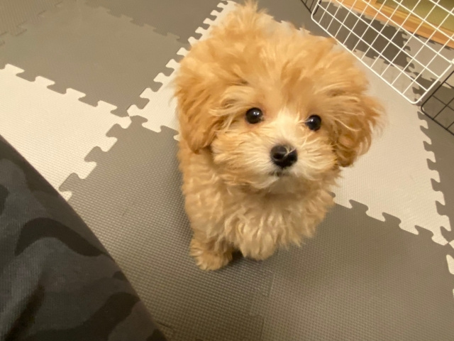 マンションで犬を飼いたい！賃貸で人気の犬種と注意点を解説の画像