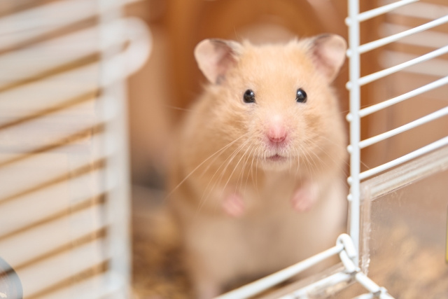 一人暮らしの大学生がペットを飼うには？メリットやおすすめの動物をご紹介の画像