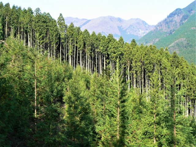 山林に不動産投資！山林を購入するメリットや価格相場をご紹介