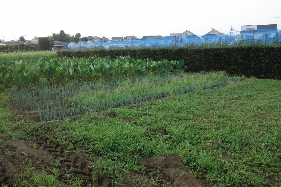 生産緑地を売却するにはどうすれば良い？指定の解除方法や注意点を解説