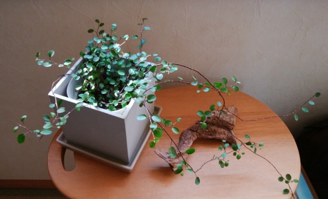 一人暮らしに観葉植物がおすすめな理由は？育てやすい種類や置き場所もご紹介