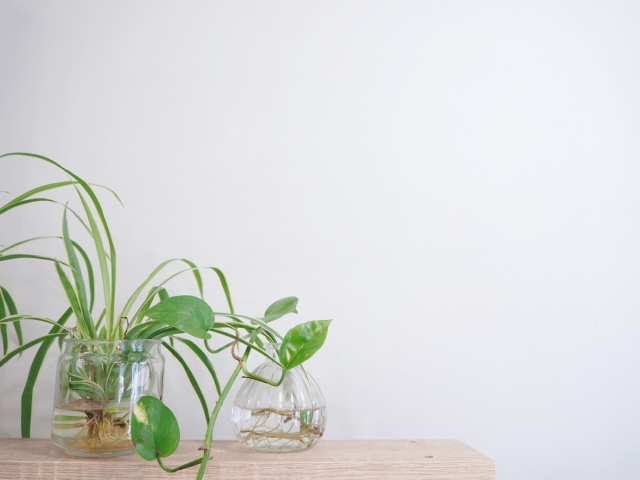 風水における観葉植物の効果とは？良い置き場所やおすすめの植物もご紹介！の画像