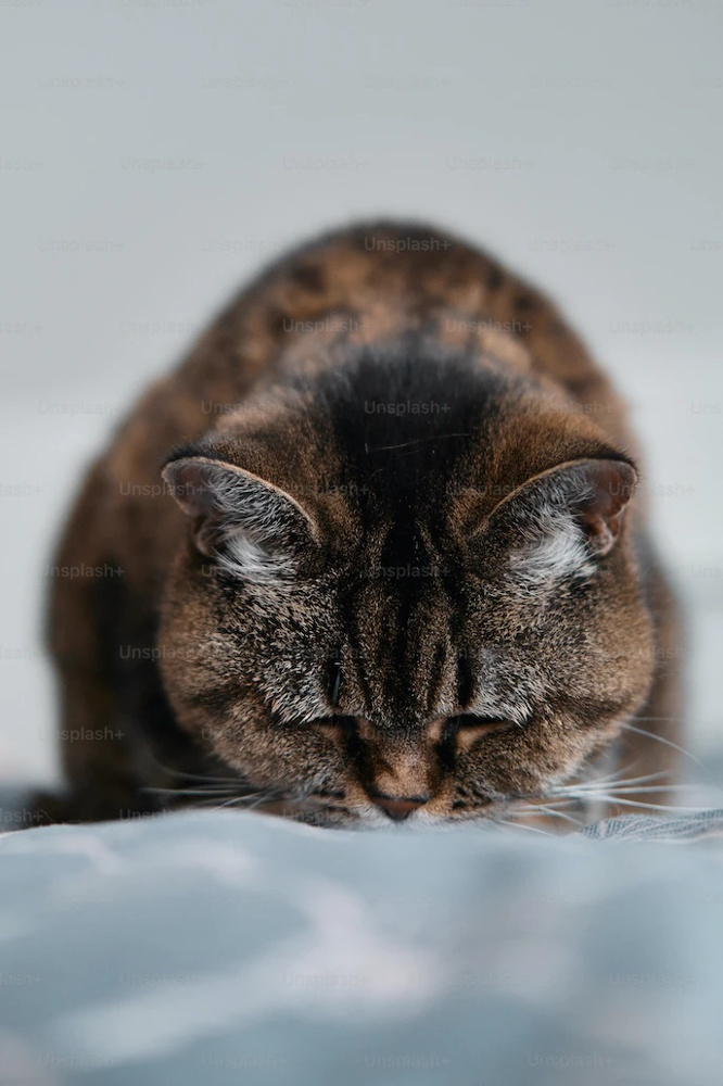 一戸建てで猫が脱走しやすい場所とは？脱走対策と注意点についてご紹介！の画像
