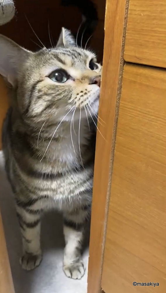 ネコの出張の画像