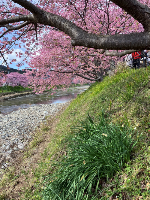 河津桜～～！の画像