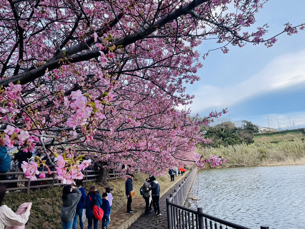 春の風物詩の画像